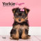 Yorkshire Terrier Puppies | 2025 7 x 14 Inch Monthly Mini Wall Calendar | Plastic-Free | BrownTrout | Animals Small Dog Breeds Yorkies