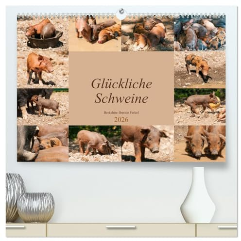 Glückliche Schweine Berkshire-Iberico Ferkel (hochwertiger Premium Wandkalender 2026 DIN A2 quer), Kunstdruck in Hochglanz: Lustiger Alltag fröhlicher Schweinchen (CALVENDO Tiere)