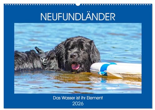Neufundländer - Das Wasser ist ihr Element (Wandkalender 2026 DIN A2 quer), CALVENDO Monatskalender: Neufundländer in allen drei Farben in ihrem ... auf 13 hinreißenden Bildern (CALVENDO Tiere)