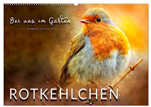 Bei uns im Garten - Rotkehlchen (Wandkalender 2026 DIN A2 quer), CALVENDO Monatskalender: Eindrucksvolle Bilder der beliebten Vögel. (CALVENDO Tiere)