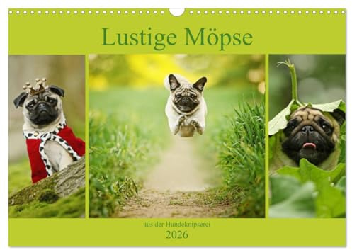 Lustige Möpse aus der Hundeknipserei (Wandkalender 2026 DIN A3 quer), CALVENDO Monatskalender: Diese Mopshunde sorgen jeden Tag für einen Schmunzler (CALVENDO Tiere)