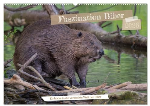 Faszination Biber (Wandkalender 2026 DIN A2 quer), CALVENDO Monatskalender: Entdecken Sie die spannende Welt der Biber. (CALVENDO Tiere)