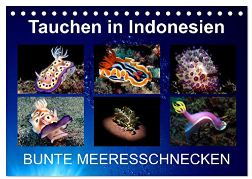 Tauchen in Indonesien - BUNTE MEERESSCHNECKEN (Tischkalender 2026 DIN A5 quer), CALVENDO Monatskalender: Bunte Nacktschnecken von meinen Tauchgängen in Indonesien (CALVENDO Tiere)