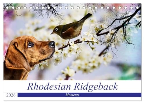 Rhodesian Ridgeback - Moments (Tischkalender 2026 DIN A5 quer), CALVENDO Monatskalender: Zauberhafte Momente (CALVENDO Tiere)