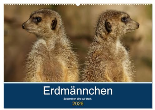 Erdmännchen - Zusammen sind wir stark (Wandkalender 2026 DIN A2 quer), CALVENDO Monatskalender: Bilder vom Erdmännchen-Alltag (CALVENDO Tiere)