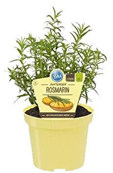 Bio Rosmarin (Rosmarinus officinalis), Kräuter Pflanzen aus nachhaltigem Anbau, (1 Pflanze)
