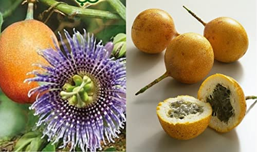 Sweet Granadilla Seeds | Passion Flower Fruit Vine| 15+ Seeds