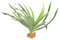INOOMP Plante Terrarium Artificielle pour Reptiles Décoration Réaliste pour Habitat De Lézard Crab Accessoire pour Terrarium avec Effet Naturel