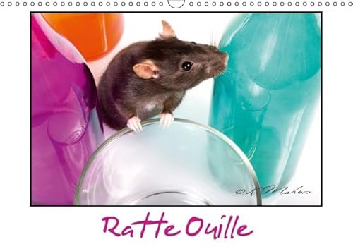 Ratte Ouille 2016: Gentille muridee (Calvendo Animaux)