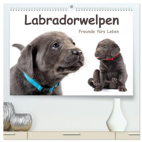 Labradorwelpen - Freunde fürs Leben (hochwertiger Premium Wandkalender 2026 DIN A2 quer), Kunstdruck in Hochglanz: Lustige Hundebabys, die ... Jahr über Freude bereiten (CALVENDO Tiere)