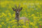 Heimische Tiere Kalender 2021