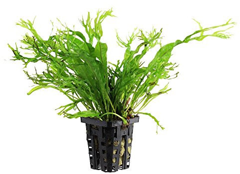 AquaPlants Javafarn - Microsorium crisped Leaves