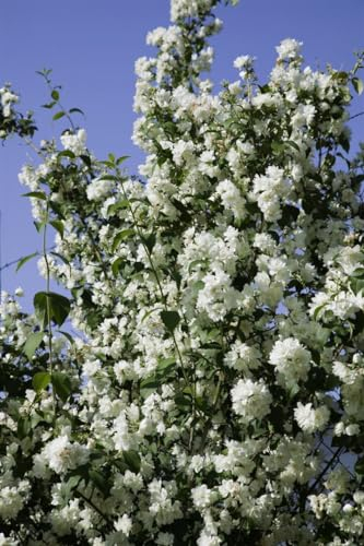 Philadelphus 'Virginal' 150-175 cm - Duftjasmin, weiße Blüten, Blütezeit Juni-Juli, ideal für Hecken, bienenfreundlich, pflegeleicht