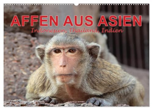 AFFEN AUS ASIEN Indonesien, Thailand, Indien (Wandkalender 2026 DIN A2 quer), CALVENDO Monatskalender: Erleben Sie die faszinierende Welt der ... Affenwald von Ubud auf Bali. (CALVENDO Tiere)