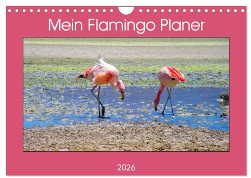Mein Flamingo Planer (Wandkalender 2026 DIN A4 quer), CALVENDO Monatskalender: Das perfekte Geschenk für alle Flamingo Fans - Kalender Planer und Organizer (CALVENDO Tiere)
