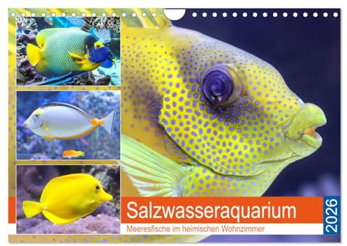 Salzwasseraquarium. Meeresfische im heimischen Wohnzimmer (Wandkalender 2026 DIN A4 quer), CALVENDO Monatskalender: Traumhaft schöne Fische im Meerwasseraquarium (CALVENDO Tiere)