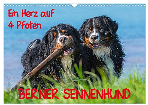 Ein Herz auf 4 Pfoten - Berner Sennenhund (Wandkalender 2026 DIN A3 quer), CALVENDO Monatskalender: Mit Berner Sennenhunden durch das Jahr (CALVENDO Tiere)