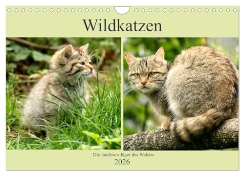 Wildkatzen - Die lautlosen Jäger des Waldes (Wandkalender 2026 DIN A4 quer), CALVENDO Monatskalender: In unseren Wäldern ist die Wildkatze wieder zuhause (CALVENDO Tiere)
