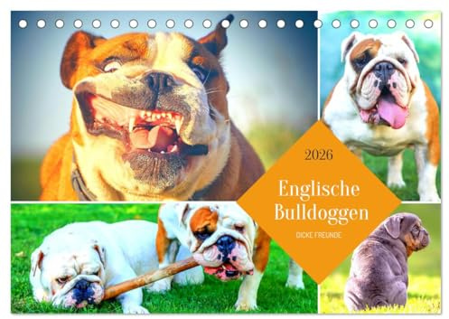 Dicke Freunde. Englische Bulldoggen (Tischkalender 2026 DIN A5 quer), CALVENDO Monatskalender: Sensible Dickköpfe mit großem Herz! (CALVENDO Tiere)