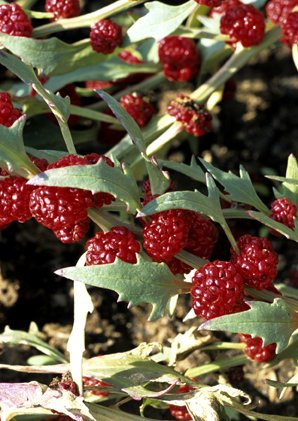 Seedeo® Erdbeerspinat, ähriger (Cheniopodium capitatum) 300 Samen BIO