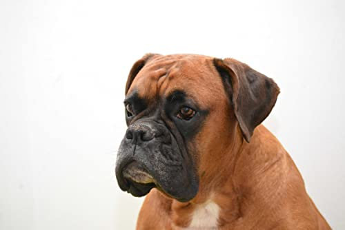 hansepuzzle 29842 - Boxer Puzzle 2000 Teile - Tierwelt Motiv mit hochwertiger Aufbewahrung: Kartonbox und wiederverschließbarem Beutel - Format 90 × 60 cm