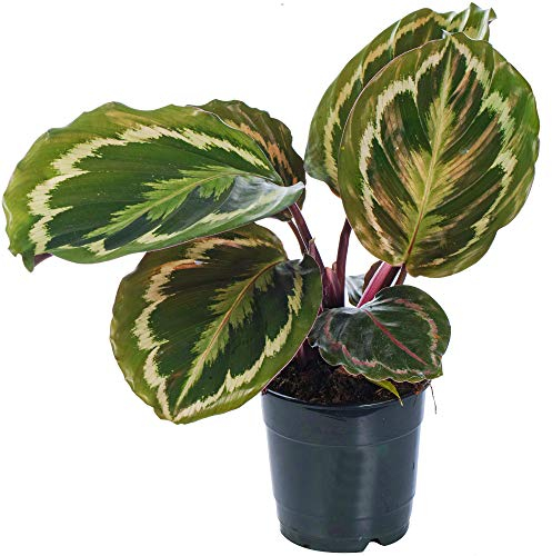 Calathea Medaillon | Zimmerpflanze im Topf fürs Zuhause oder das Büro