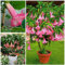 Portal Cool 10 Semillas de Brugmansia Suaveolens Rosa, Ãngel de la trompeta rosa, semillas, C