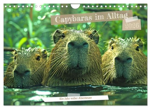 Capybaras im Alltag - Ein Jahr voller Abenteuer (Wandkalender 2026 DIN A4 quer), CALVENDO Monatskalender: Erlebe die charmanten Capybaras in ... Abenteuer zeigen. (CALVENDO Tiere)