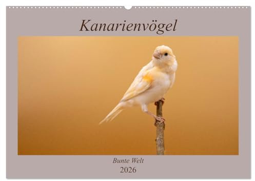 Kanarienvögel - Bunte Welt (Wandkalender 2026 DIN A2 quer), CALVENDO Monatskalender: Wunderschöne Bilder, welche die ganze bunte Vielfalt der Kanarienvögel zeigen (CALVENDO Tiere)