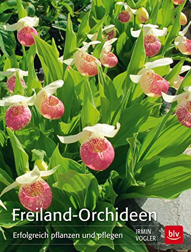 Freiland-Orchideen: Erfolgreich pflanzen und pflegen