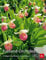 Freiland-Orchideen: Erfolgreich pflanzen und pflegen