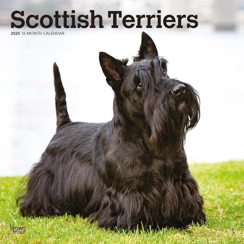 Scottish Terriers | 2025 12 x 24 Inch Monthly Square Wall Calendar | Plastic-Free | BrownTrout | Animals Small Scottie
