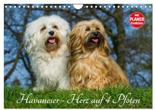 Havaneser - Herz auf 4 Pfoten (Wandkalender 2025 DIN A4 quer), CALVENDO Monatskalender: Lassen Sie sich verzaubern von dieser entzückenden Kleinhunderasse (CALVENDO Tiere)