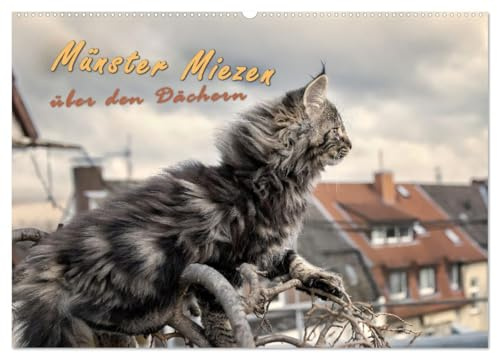 Münster Miezen - über den Dächern (Wandkalender 2026 DIN A2 quer), CALVENDO Monatskalender: Norwegische Waldkatzen wachen über Münster-Höhen! (CALVENDO Tiere)
