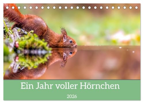 Ein Jahr voller Hörnchen (Tischkalender 2026 DIN A5 quer), CALVENDO Monatskalender: Eine bunte Auswahl an niedlichen Eichhörnchen und weiteren Hörnchchen (CALVENDO Tiere)