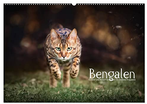 Bengalen Outdoor und Action (Wandkalender 2026 DIN A2 quer), CALVENDO Monatskalender: Bengalen, die kleinen Leoparden in freier Natur (CALVENDO Tiere)