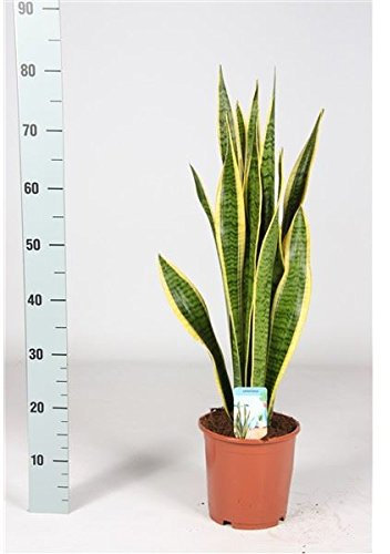 Sansevieria Laurentii Plante d'intérieur de 70 cm de hauteur