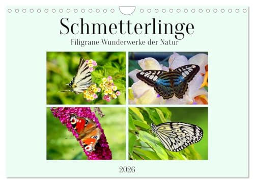 Schmetterlinge - Filigrane Wunderwerke der Natur (Wandkalender 2026 DIN A4 quer), CALVENDO Monatskalender: Wunderschöne Schmetterlinge sind hier zur ... weichgezeichnet. (CALVENDO Tiere)