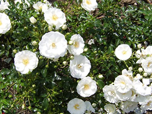 'County of Yorkshire' - Groundcover- White Semi-Double Blooms - Potted Rose