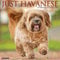 Just Havanese 2024 12 X 12 Wall Calendar