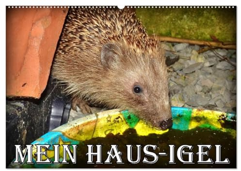 Mein Haus-Igel (Wandkalender 2026 DIN A2 quer), CALVENDO Monatskalender: Das Leben eines Igels in seinem Kölner Igel-Haus (CALVENDO Tiere)