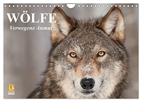Wölfe. Verwegene Anmut (Wandkalender 2026 DIN A4 quer), CALVENDO Monatskalender: Das faszinierende Wesen zwischen Wahrheit und Märchenwelt (CALVENDO Tiere)