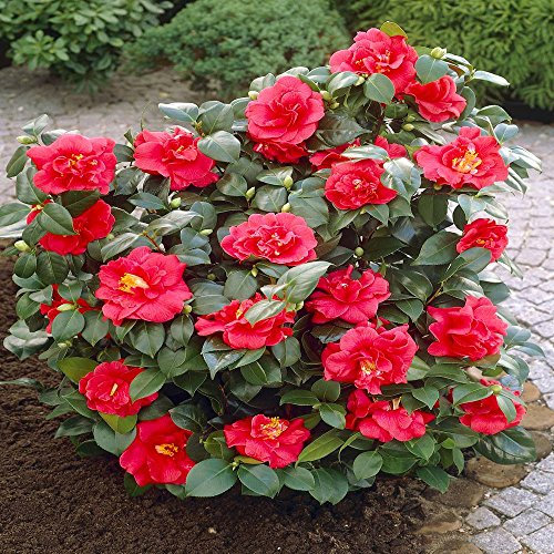 Camellia japonica red - 1 shrub
