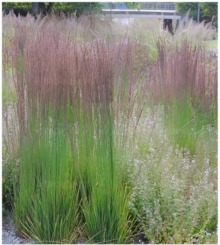 Stauden Gänge 3 x Molinia caerulea 'Moorhexe' Kleines Pfeifengras | Mittelhohes Ziergras für Sonne bis Halbschatten, Blüte August bis Oktober, mehrjährig, 1 L Topf (11x11 cm)