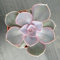 SUNNYPLANTS - Echeveria perla de Nurnberg esquejes, Rosa Echeveria, Echeverias, suculentas, semillas, esquejes, plantas