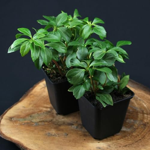 12 Stück Pachysandra Terminales von INTRAGARTEN | immergrüner und winterharter Bodendecker | Schattengrün - Dickmännchen im 9cm Topf