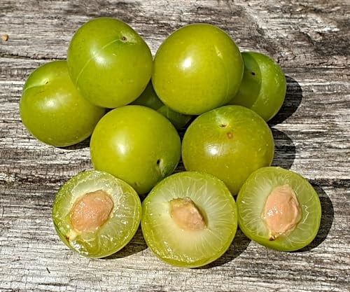 Prunus cerasifera Samen, türkische Pflaume, Can erik, Wildobst (500 Samen)