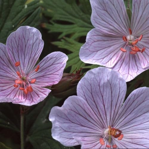 Plant World Seeds - Geranium Pratense 'Rose Queen' Seeds (Perennial Flower Seeds)