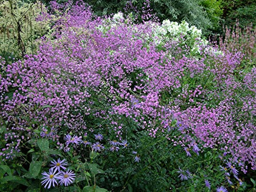 Akeleiblättrige Wiesenraute 20 Samen (Thalictrum delavayi)