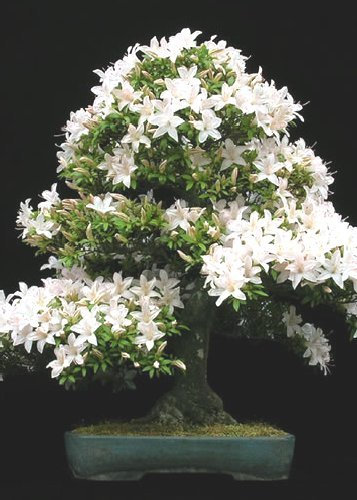Tropica Lot de 30 graines de bonsaï cerisier de Sainte-Lucie (Prunus mahalep)